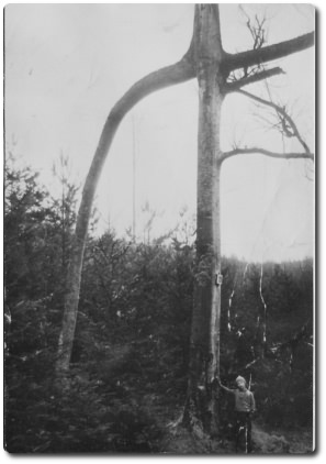 Torbuche 1935kl
